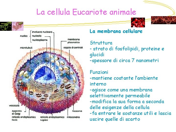 La cellula Eucariote animale La membrana cellulare Struttura - strato di fosfolipidi, proteine e