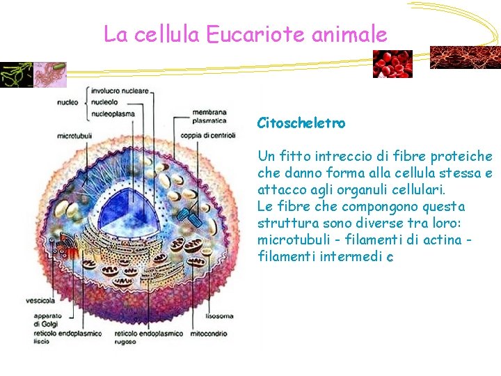 La cellula Eucariote animale Citoscheletro Un fitto intreccio di fibre proteiche danno forma alla