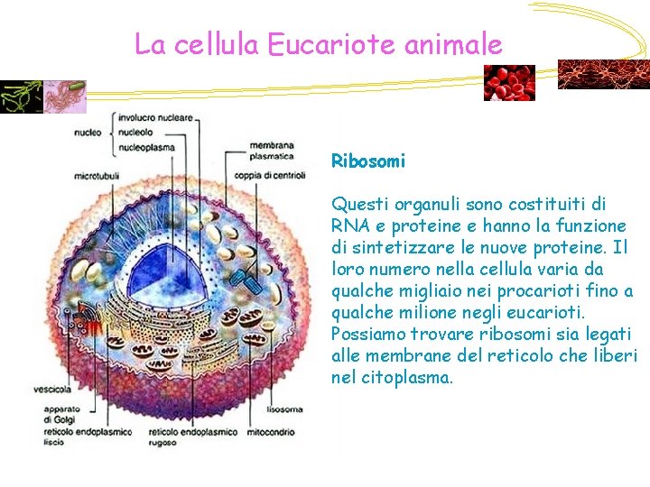 La cellula Eucariote animale Ribosomi Questi organuli sono costituiti di RNA e proteine e