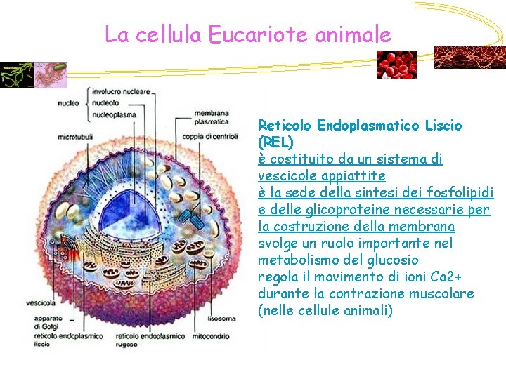 La cellula Eucariote animale Reticolo Endoplasmatico Liscio (REL) è costituito da un sistema di