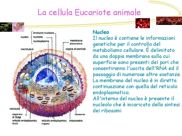 La cellula Eucariote animale Nucleo Il nucleo è contiene le informazioni genetiche per il