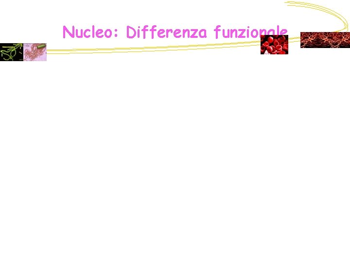 Nucleo: Differenza funzionale 