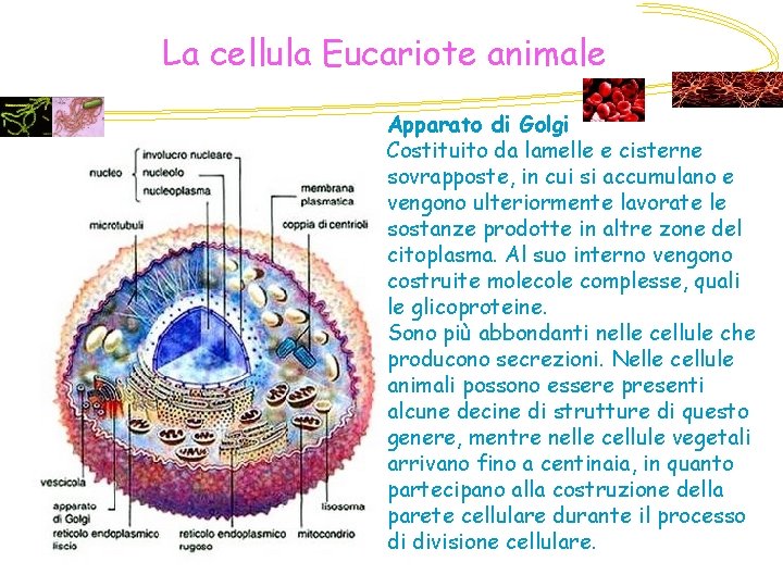 La cellula Eucariote animale Apparato di Golgi Costituito da lamelle e cisterne sovrapposte, in