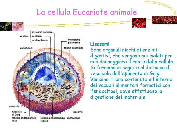 La cellula Eucariote animale Lisosomi Sono organuli ricchi di enzimi digestivi, che vengono qui