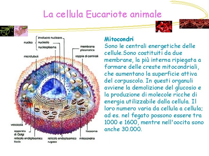 La cellula Eucariote animale Mitocondri Sono le centrali energetiche delle cellule. Sono costituiti da