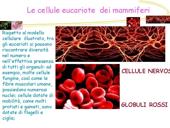 Le cellule eucariote dei mammiferi Rispetto al modello cellulare illustrato, tra gli eucarioti si