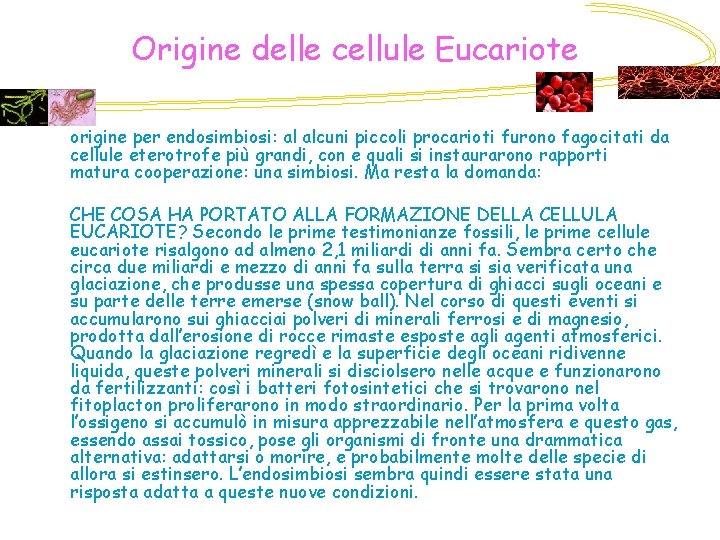 Origine delle cellule Eucariote origine per endosimbiosi: al alcuni piccoli procarioti furono fagocitati da