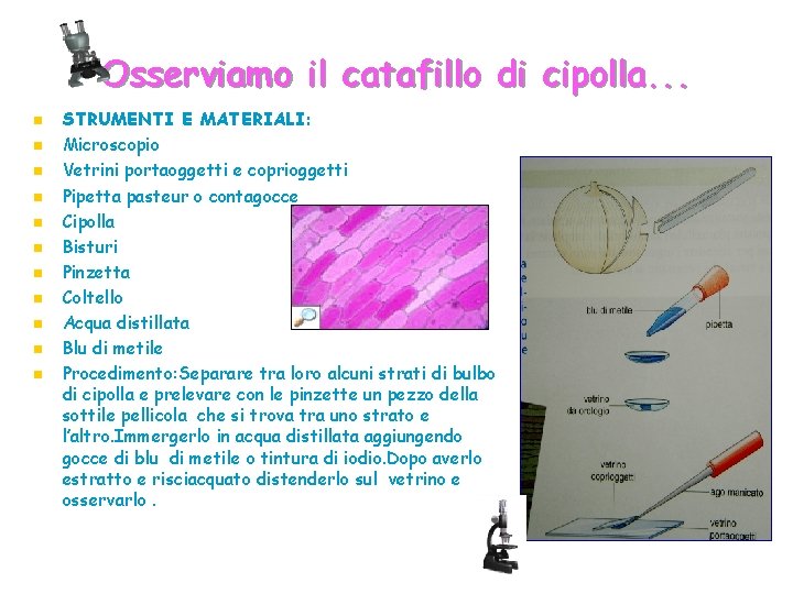 Osserviamo il catafillo di cipolla. . . n n n STRUMENTI E MATERIALI: Microscopio