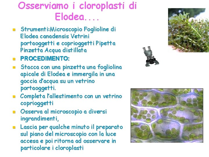 Osserviamo i cloroplasti di Elodea. . n n n Strumenti: Microscopio Foglioline di Elodea