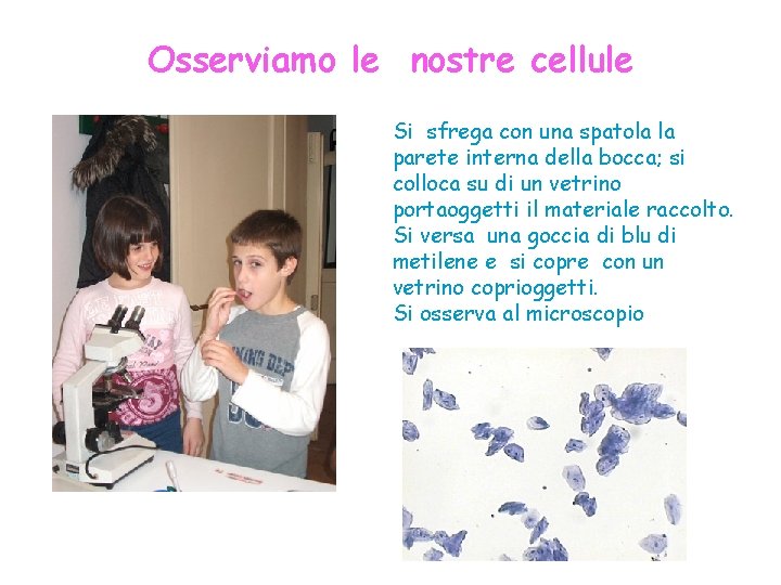 Osserviamo le nostre cellule Si sfrega con una spatola la parete interna della bocca;