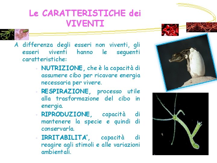 Le CARATTERISTICHE dei VIVENTI A differenza degli esseri non viventi, gli esseri viventi hanno