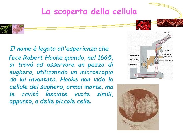 La scoperta della cellula Il nome è legato all'esperienza che fece Robert Hooke quando,