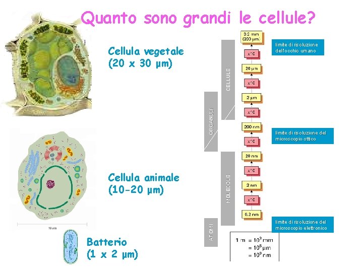 Quanto sono grandi le cellule? limite di risoluzione dell’occhio umano ORGANULI CELLULE Cellula vegetale