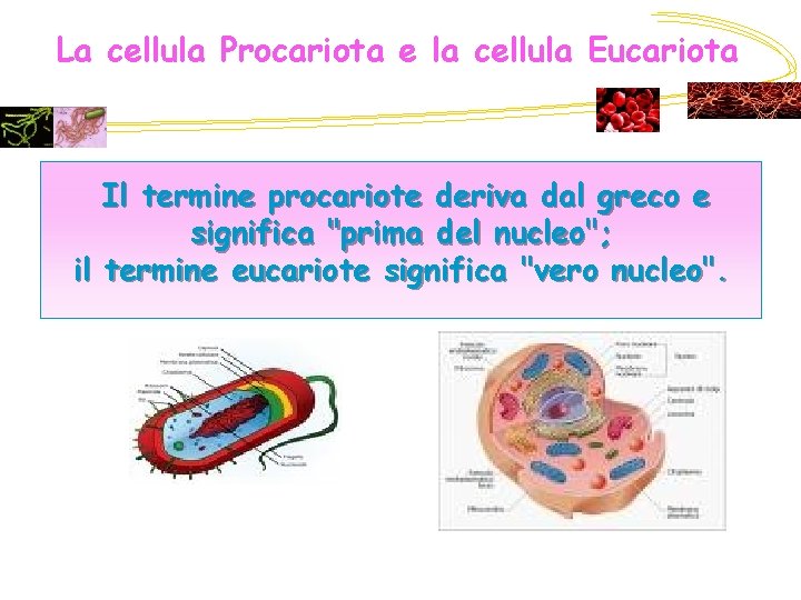 La cellula Procariota e la cellula Eucariota Il termine procariote deriva dal greco e