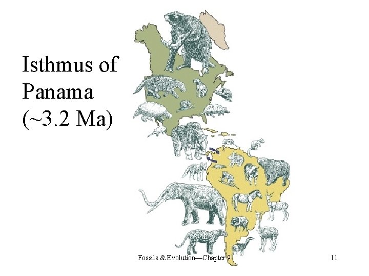 Isthmus of Panama (~3. 2 Ma) Fossils & Evolution—Chapter 9 11 