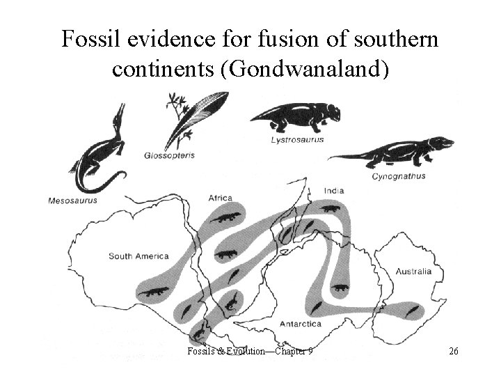 Fossil evidence for fusion of southern continents (Gondwanaland) Fossils & Evolution—Chapter 9 26 