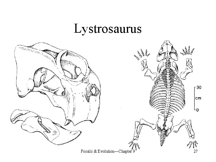 Lystrosaurus Fossils & Evolution—Chapter 9 27 