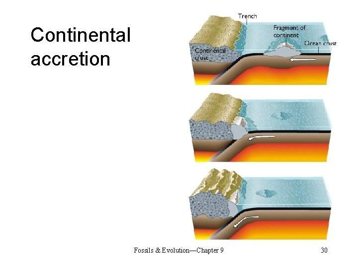 Continental accretion Fossils & Evolution—Chapter 9 30 