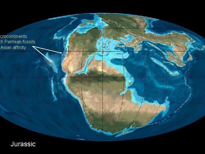 icrocontinents th Permian fossils Asian affinity Jurassic Fossils & Evolution—Chapter 9 31 