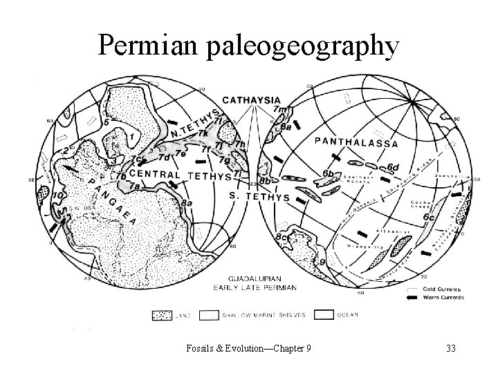 Permian paleogeography Fossils & Evolution—Chapter 9 33 