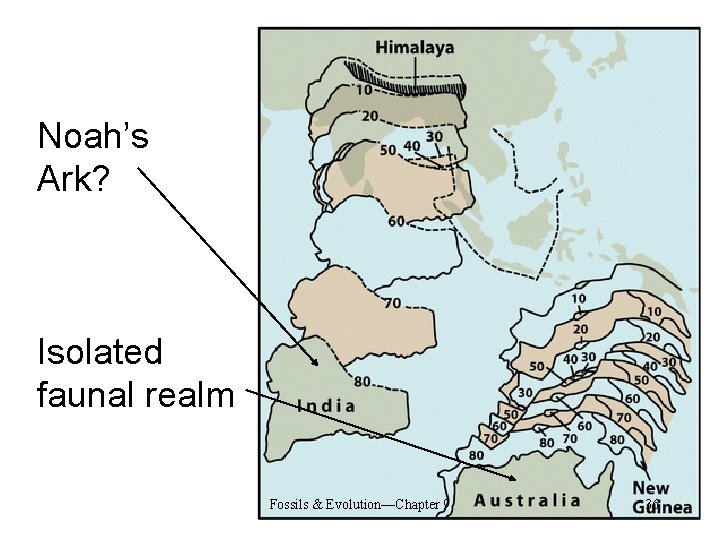 Noah’s Ark? Isolated faunal realm Fossils & Evolution—Chapter 9 36 