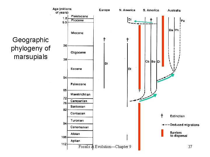 Geographic phylogeny of marsupials Fossils & Evolution—Chapter 9 37 