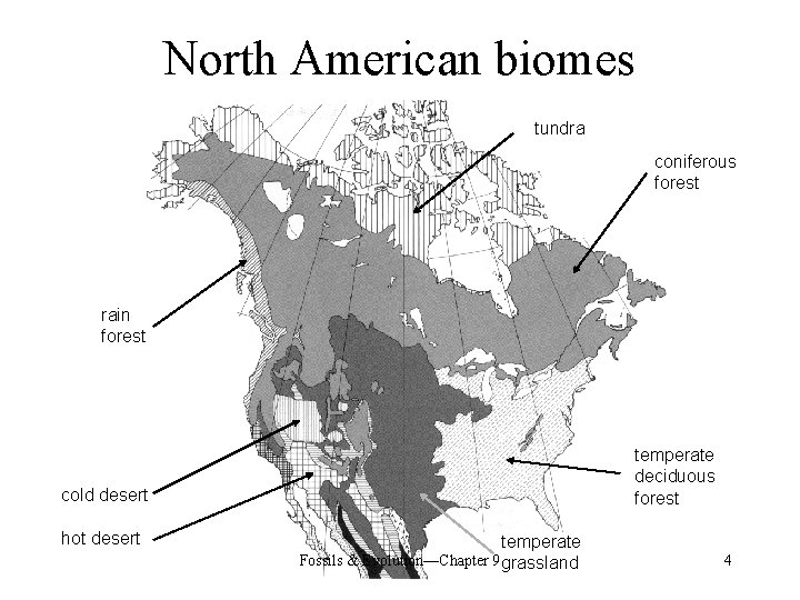 North American biomes tundra coniferous forest rain forest temperate deciduous forest cold desert hot