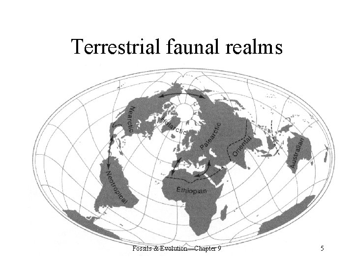 Terrestrial faunal realms Fossils & Evolution—Chapter 9 5 