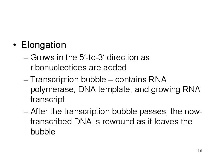  • Elongation – Grows in the 5′-to-3′ direction as ribonucleotides are added –