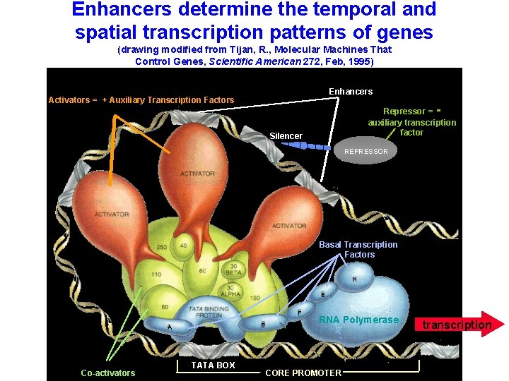 Enhancers determine the temporal and spatial transcription patterns of genes (drawing modified from Tijan,