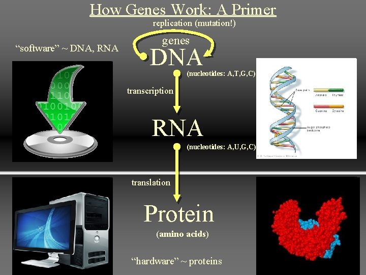 How Genes Work: A Primer replication (mutation!) “software” ~ DNA, RNA genes DNA (nucleotides: