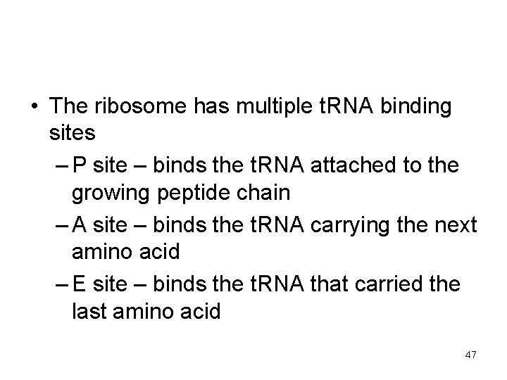  • The ribosome has multiple t. RNA binding sites – P site –