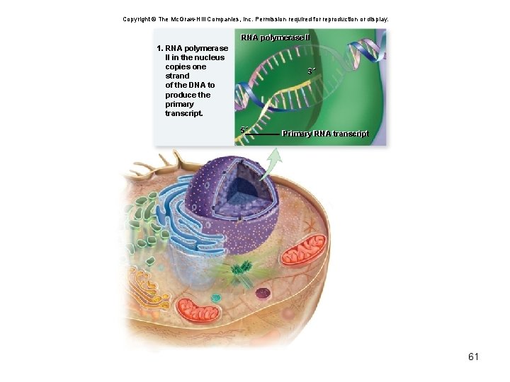 Copyright © The Mc. Graw-Hill Companies, Inc. Permission required for reproduction or display. RNA
