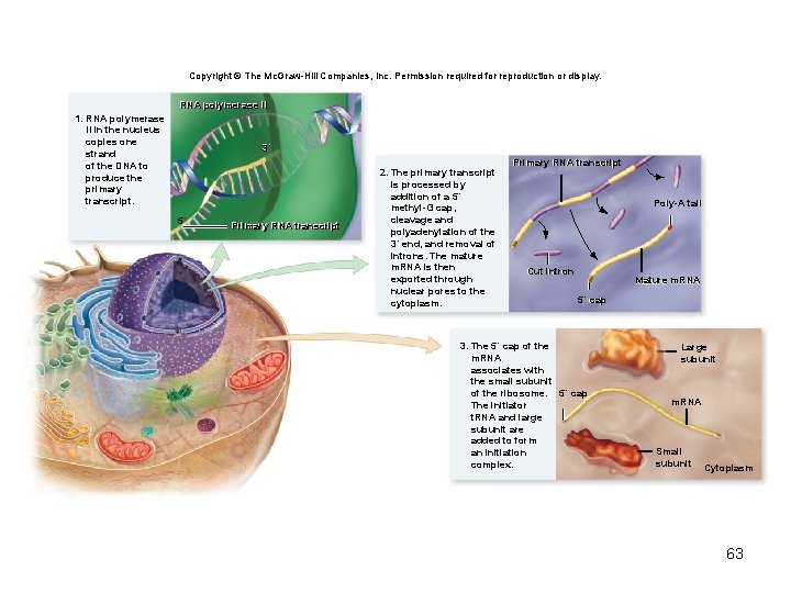 Copyright © The Mc. Graw-Hill Companies, Inc. Permission required for reproduction or display. RNA