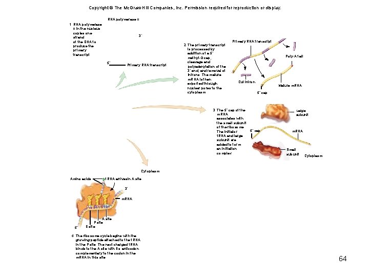 Copyright © The Mc. Graw-Hill Companies, Inc. Permission required for reproduction or display. RNA