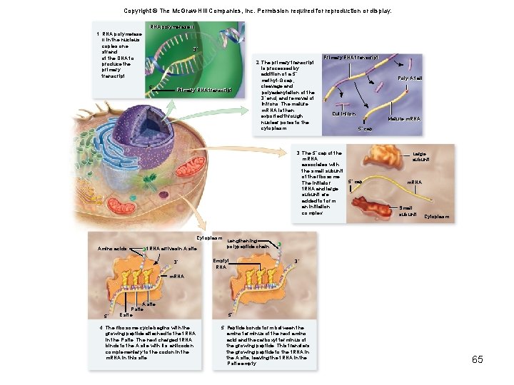 Copyright © The Mc. Graw-Hill Companies, Inc. Permission required for reproduction or display. RNA