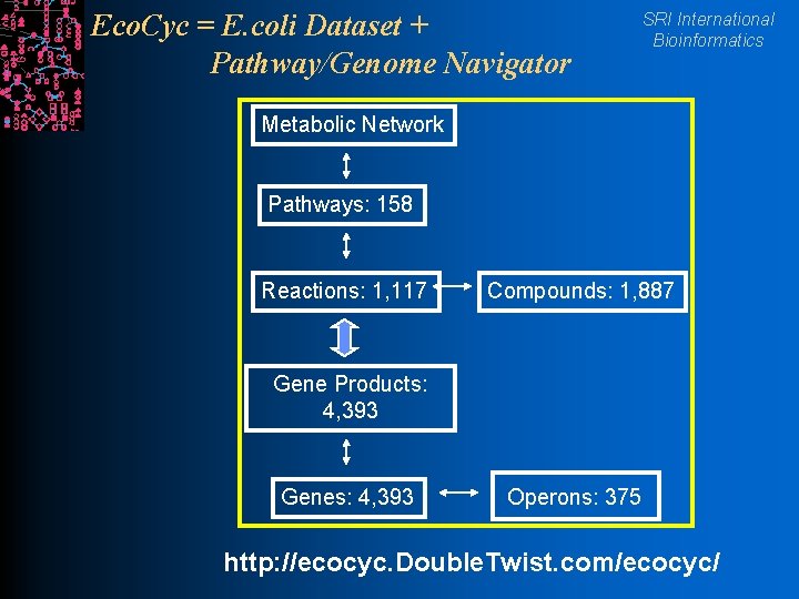 Eco. Cyc = E. coli Dataset + Pathway/Genome Navigator SRI International Bioinformatics Metabolic Network