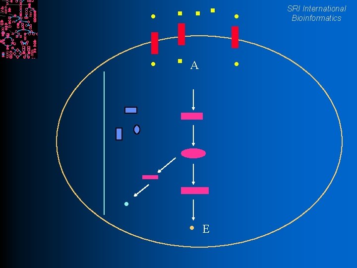 SRI International Bioinformatics A E 