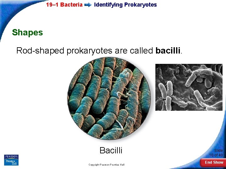 19– 1 Bacteria Identifying Prokaryotes Shapes Rod-shaped prokaryotes are called bacilli. Bacilli Copyright Pearson