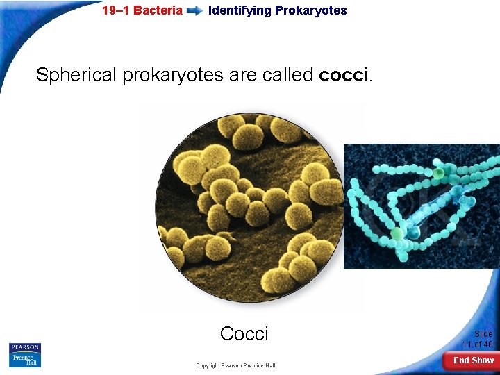 19– 1 Bacteria Identifying Prokaryotes Spherical prokaryotes are called cocci. Cocci Copyright Pearson Prentice