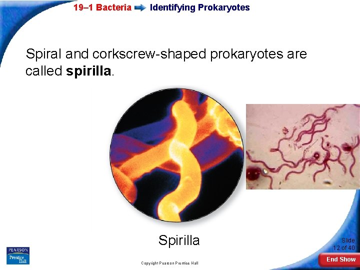 19– 1 Bacteria Identifying Prokaryotes Spiral and corkscrew-shaped prokaryotes are called spirilla. Spirilla Copyright