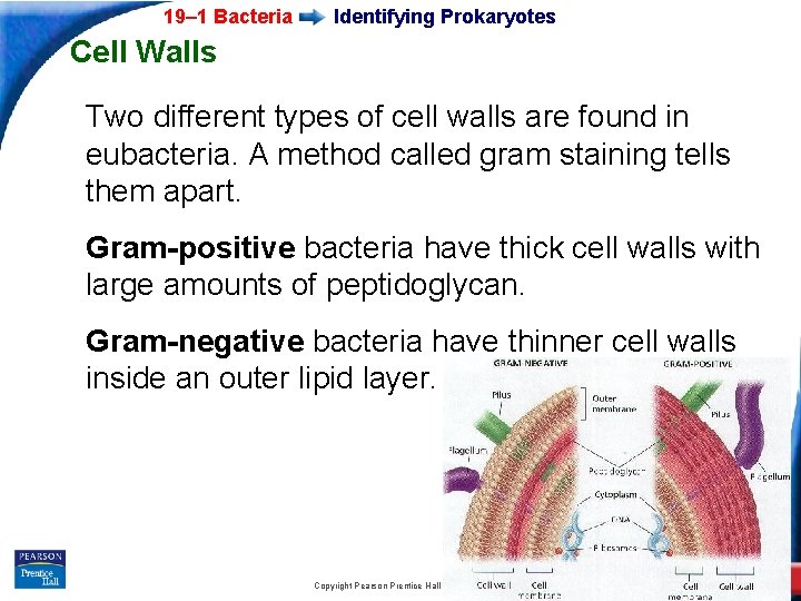19– 1 Bacteria Identifying Prokaryotes Cell Walls Two different types of cell walls are