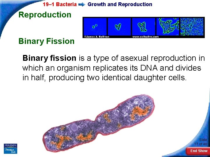 19– 1 Bacteria Growth and Reproduction Binary Fission Binary fission is a type of