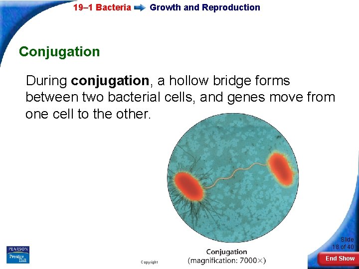19– 1 Bacteria Growth and Reproduction Conjugation During conjugation, a hollow bridge forms between
