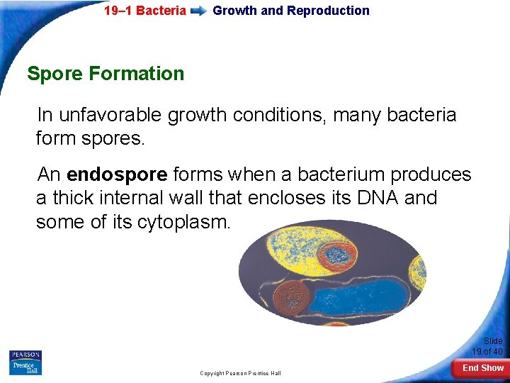 19– 1 Bacteria Growth and Reproduction Spore Formation In unfavorable growth conditions, many bacteria