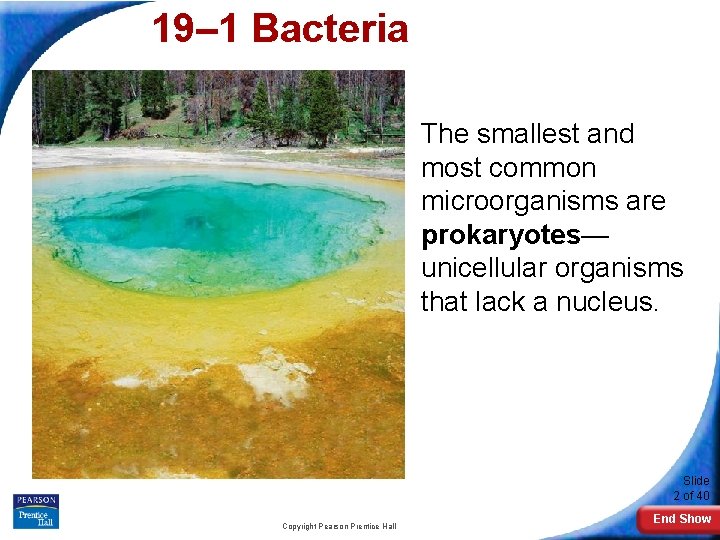 19– 1 Bacteria The smallest and most common microorganisms are prokaryotes— unicellular organisms that