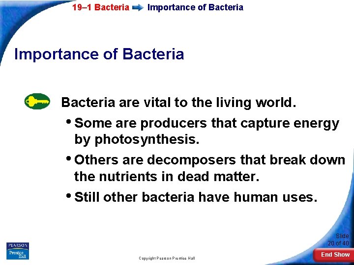 19– 1 Bacteria Importance of Bacteria are vital to the living world. • Some