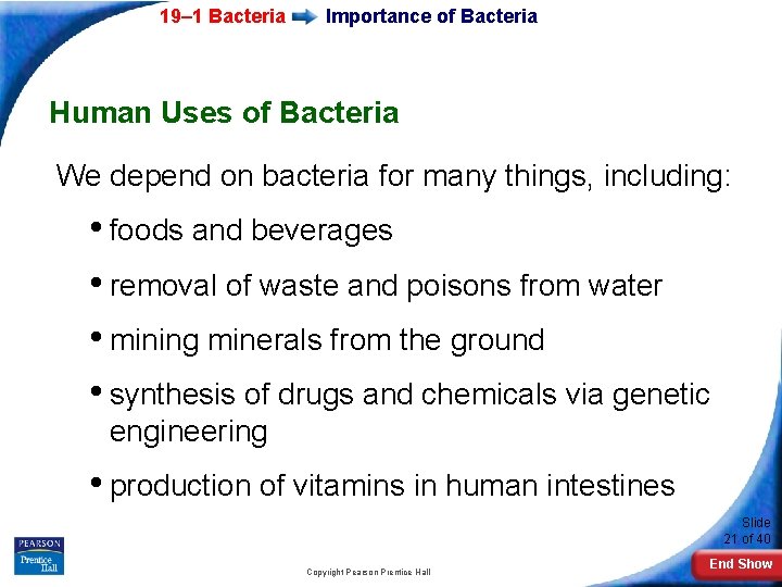 19– 1 Bacteria Importance of Bacteria Human Uses of Bacteria We depend on bacteria