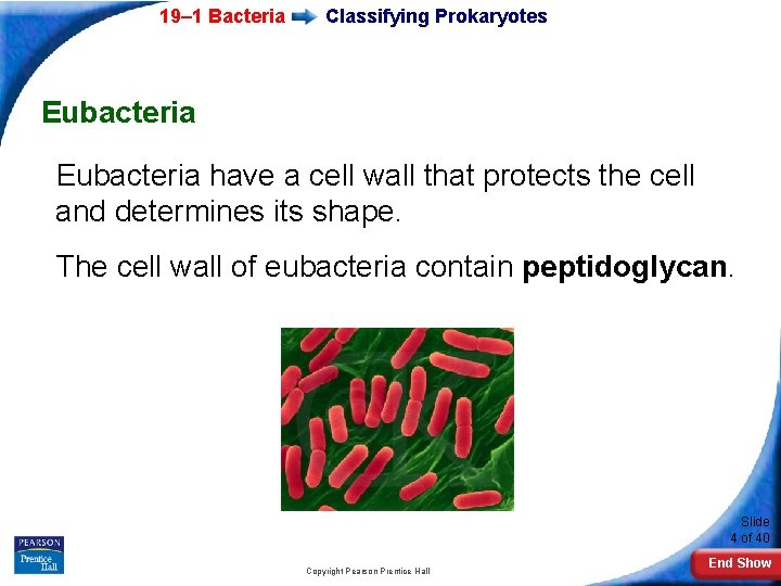 19– 1 Bacteria Classifying Prokaryotes Eubacteria have a cell wall that protects the cell