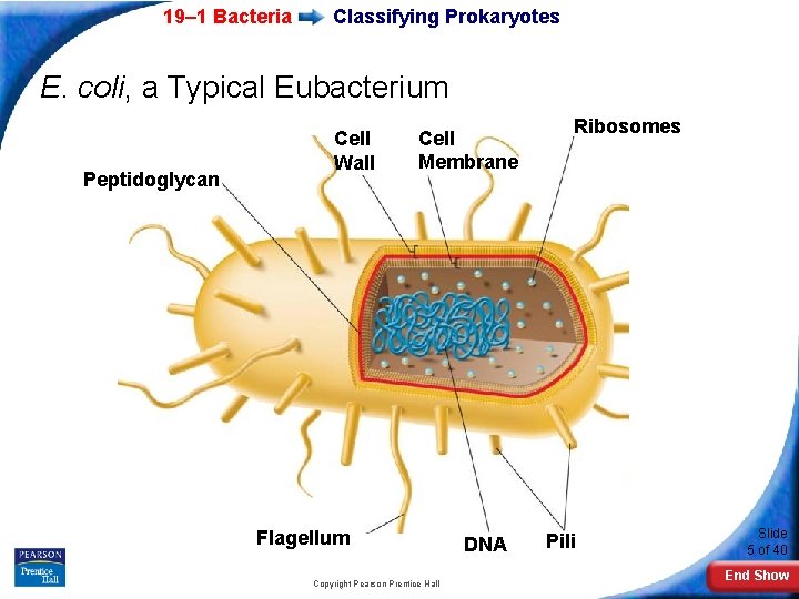 19– 1 Bacteria Classifying Prokaryotes E. coli, a Typical Eubacterium Peptidoglycan Cell Wall Cell